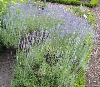 Δενδρολίβανο (Rosmarinus officinalis) Το δενδρολίβανο είναι άριστο χειμωνιάτικο μελισσοκομικό φυτό πολύ ανθεκτικό στις δυσμενείς καιρικές συνθήκες.