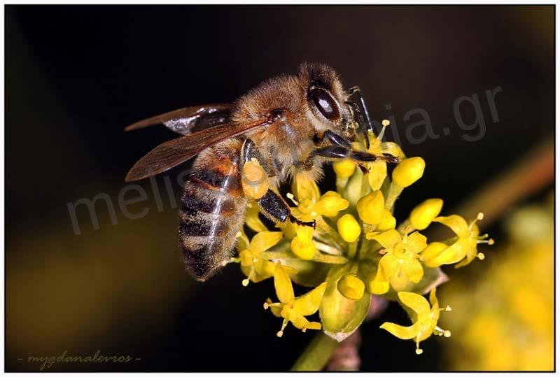 Κρανιά (Cornus mas) Η κρανιά είναι φυλλοβόλος θάμνος που μπορεί να διαμορφωθεί σε μικρό δέντρο. Η κρανιά ανθίζει πριν την εμφάνιση των φύλλων, ενωρίς τον χειμώνα (Ιανουάριο- Φεβρουάριο).