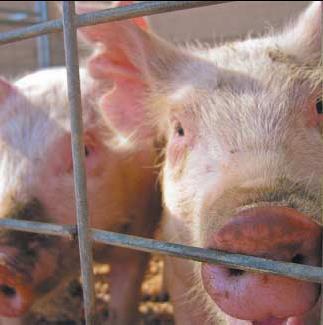 Livestock-associated MRSA: LA-MRSA 1972 και 1975: μαστίτιδα σε ζώα (Βέλγιο) Εκτροφεία παραγωγικών ζώων (φάρμες) στην Κ.