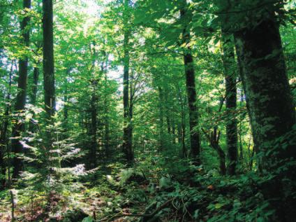 Uz turizam, πumarstvo je jedna od glavnih gospodarskih djelatnosti Rakovice, mjesta na staroj prometnici od Karlovca preko Plitvica prema jugu, 20-ak km iz Slunja, 10 km do PlitviËkih jezera te 35 km