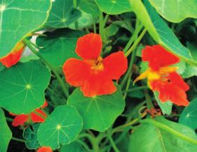 ljekovito bilje Piπe: Vesna Pleπe Foto: V. Pleπe Dragoljub (Tropaeolum majus L.) ljekovita je i jestiva biljka, poznata i pod nazivom kapucinka. Podrijetlom je iz Juæne Amerike (Perua). PoËetkom 17.