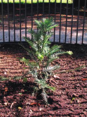 rijetko bilje WOLLEMIA NOBILIS Australski stribor, jedna od najstariji drveêa, posaappleen u Australski stribor (Wollemia nobilis) Najstariji pronaappleeni primjerci bi, pretpostavlja se, mogli imati