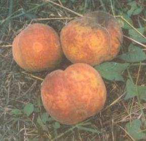 fr), 2) έντονη προσβολή σε φύλλα καπνού (Moore J.,www.insectimages.org), 3) κηλίδες από τη διατροφή της M.