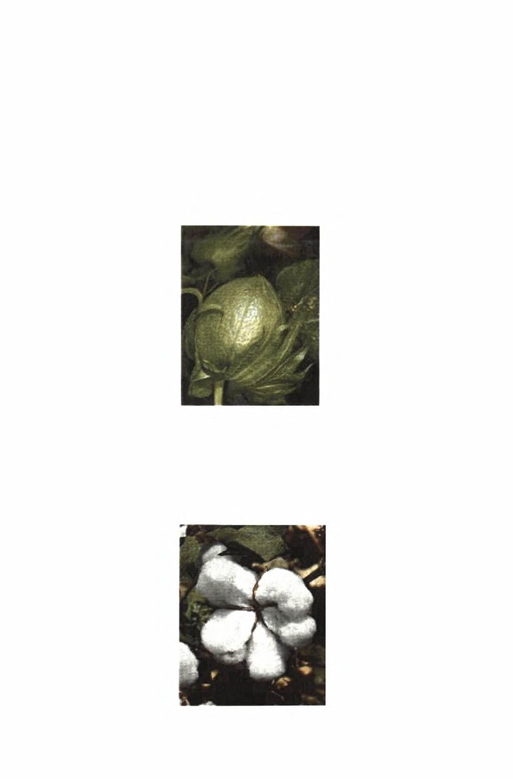 Το βαμβάκι θεωρείται πρακτικώς αυτογονιμοποιούμενο φυτό με ποσοστό ετεροεπικονίασης που κυμαίνεται συνήθως από 0 έως 10 (Γαλανοπούλου