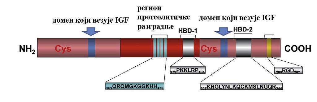 2.4 Молекулска карактеризација IGFBP-2 и његова улога у физиолошким и патолошким променама у организму 2.4.1 Структурне карактеристике IGFBP-2 Везујући протеин 2 за факторе раста сличне инсулину