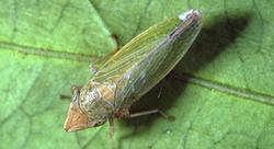 Ορισμένα έντομα-φορείς του παθογόνου Xylella fastidiosa (Πηγή: EPPO): ΣΤ 1.