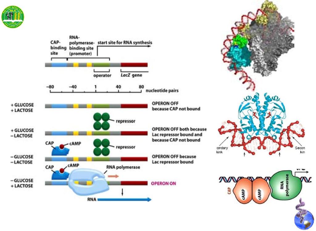 Lac Operon