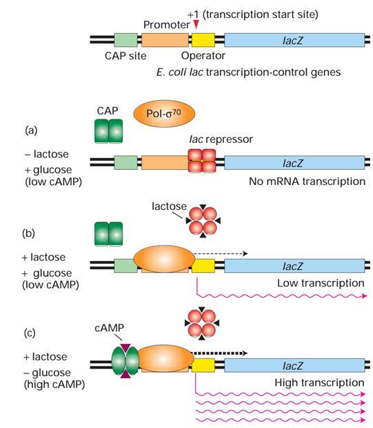 Lac Operon 3/24/2016 2:59:32 AM 23 Trp Operon Trp operon chứa các gen cấu trúc cần thiết cho quá trình sinh tổng hợp tryptophan.