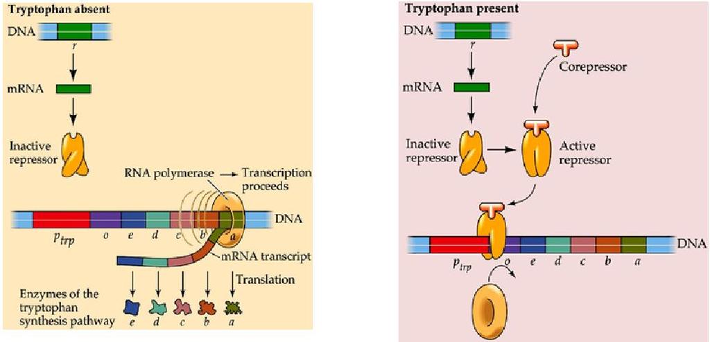 Trp Operon Trp operon được đóng khi tryptophan gắn vào và làm bất hoạt aporepressor.