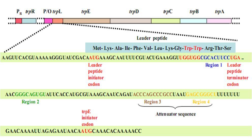 Trp Operon - Điều hòa giảm bớt 3/24/2016 2:59:32 AM 27 Trp Operon - Điều hòa giảm bớt Sự điều hòa giảm bớt là nguyên nhân gây ra kết thúc phiên mã sớm mrna vì sự hình thành cấu trúc kẹp tóc ngừng