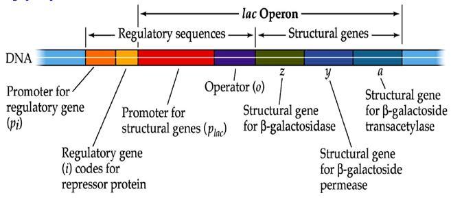 Mô hình Operon điều hòa Phức hợp gọi là operon được mô tả vào năm 1961 bởi Francois Jacob và Jacques Monod. Một operon có ba phần: promoter, operator và các gen cấu trúc.