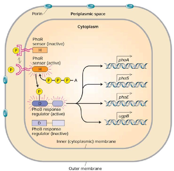 Điều hòa 2 thành phần 2 protein ở E. coli là PhoR và PhoB, điều hòa sự phiên mã đáp ứng với nồng độ phosphate tự do.