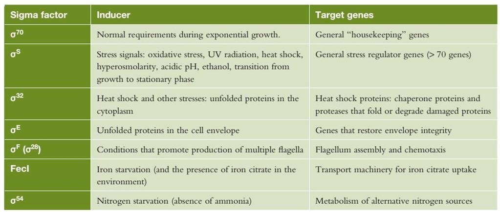 Sử dụng luân phiên nhân tố σ ở E. coli Ở trạng thái bình thường, RNA polymerase holoenzyme chứa σ70, nhân tố σ phổ biến nhất, sự nhận biết promoter của các gen cấu trúc hầu hết là nhờ σ70. Khi E.