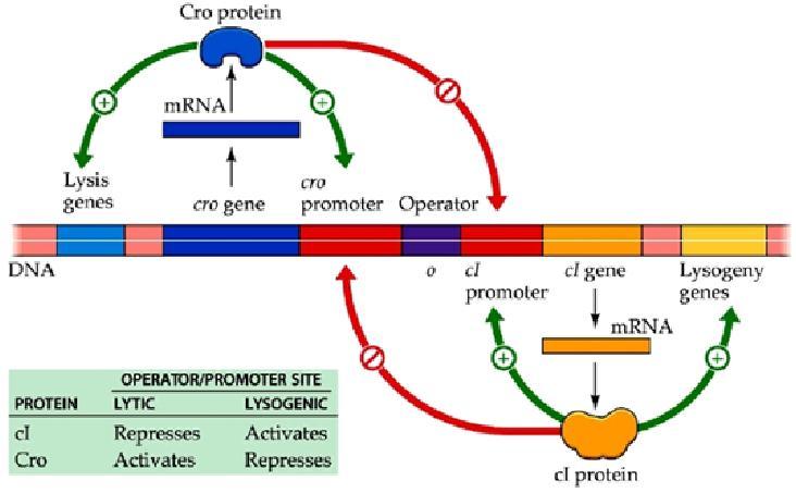Kiểm soát phiên mã của virus Hai virus protein, Cro và ci kiểm soát sức khỏe của tế bào