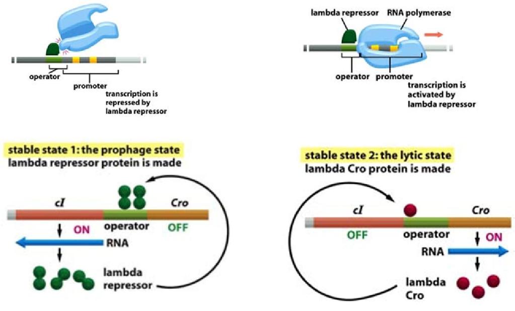 và ức chế chức năng gene lytic.
