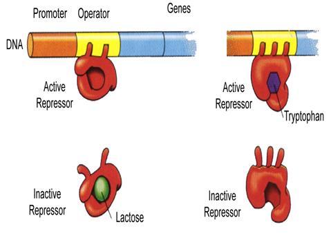 Mô hình Operon điều hòa Một operon cảm ứng (inducible) chứa một cụm gen cấu trúc thông thường ở dạng đóng (off), bị khóa bởi repressor của nó.