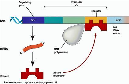 allolactose (controller), gắn vào phân tử repressor đang