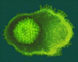 Herpes virusi V to skupino spada več vrst