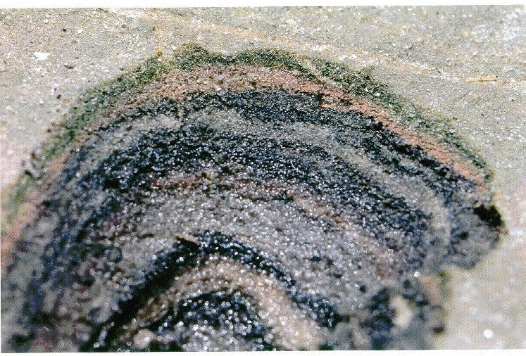 Mikrobne združbe in biofilmi zeleni