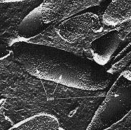Ekstremni halofilci - Euryarcheota Značilni predstavniki: Halobacterium Haloferax Natronobacterium Pomembnejše lastnosti skupine: aerobni kemoorganotrofi zahtevajo visoke koncentracije NaCl, celične