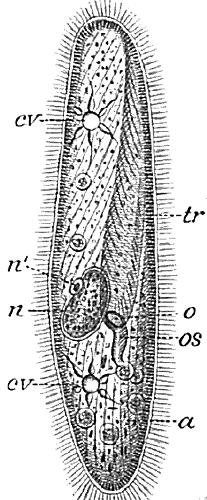 Paramecij