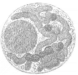 Apikompleksa (Sporozoa) - trosovci Značilni predstavniki: Plasmodium Pomembnejše lastnosti skupine: obligatni