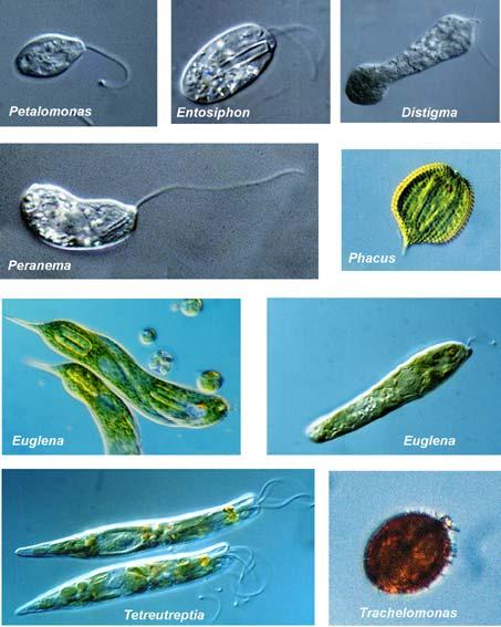 Euglene