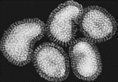 Virus influence