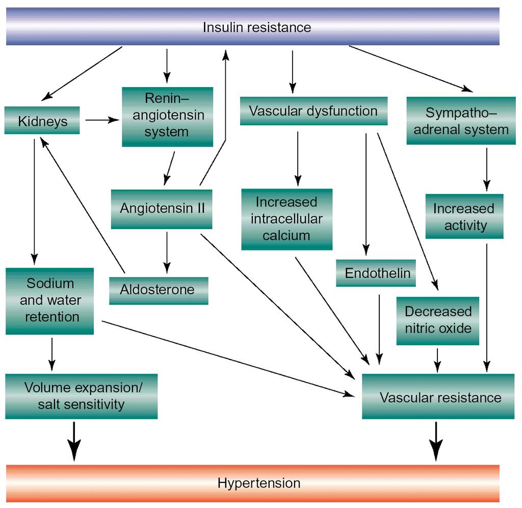 Ο κεντρικός ρόλος της αντίστασης στην ινσουλίνη (& του ΣΡΑΑ) στην ανάπτυξη υπέρτασης σε ΣΔ-2 TRENDS in Endocrinology & Metabolism 2001; 12 (5) : 225-30, Savopoulos CG, Hatzitolios AI, et al.