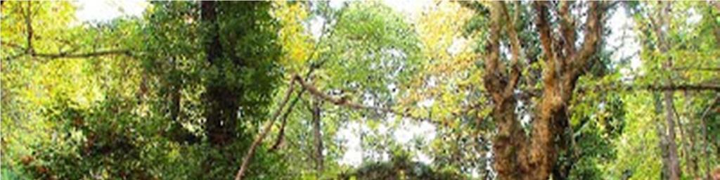 Το γεφύρι της Τσαγκαράδας στο Πήλιον Όρος Το πέτρινο μονότοξο γεφύρι της Τσαγκαράδας βρίσκεται στην αρχή του