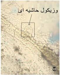 ا ذ گ اد ا س ی وا ال ای ؿؼاػي سا خ ؿا ذ ا ذ داسای 4 وا ال ؿؼاػي اصلي هيتاؿذ و ت ص سذ هىشس ه ؼة