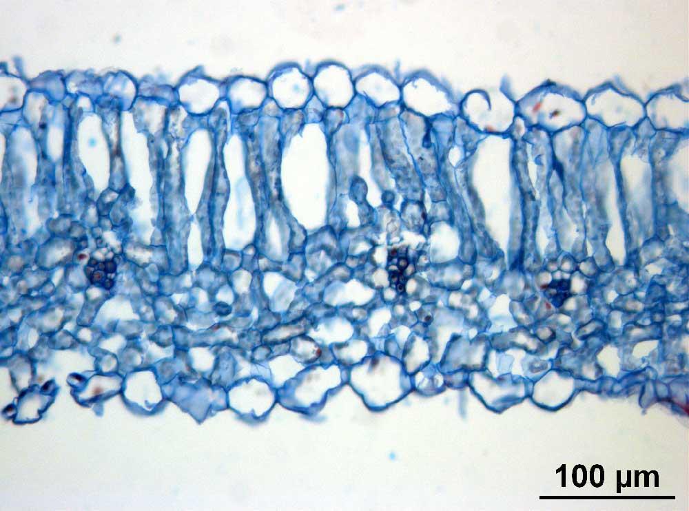 Пресек листа врсте Trifolium pnnonicum у нивоу централног нерва. Слика 24.