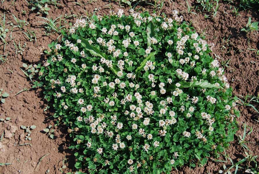 1.3. Опште каратеристике рода Trifolium L. дршкама, до 20 cm. Листићи 1-2 (3) cm дуги и мало ужи од ових димензија, обично слабо усечени, скоро по читавом ободу назубљени.