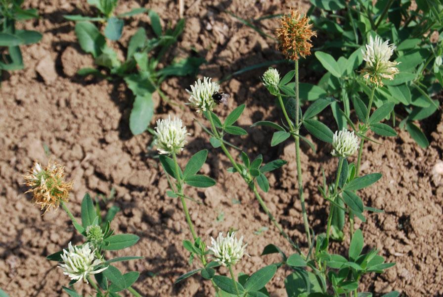 1.3. Опште каратеристике рода Trifolium L. округлог до овалног облика, а у периоду прецветавања се издужују у форму шиљка (3x2 cm). Дршке цвасти 4-15 cm дуге.