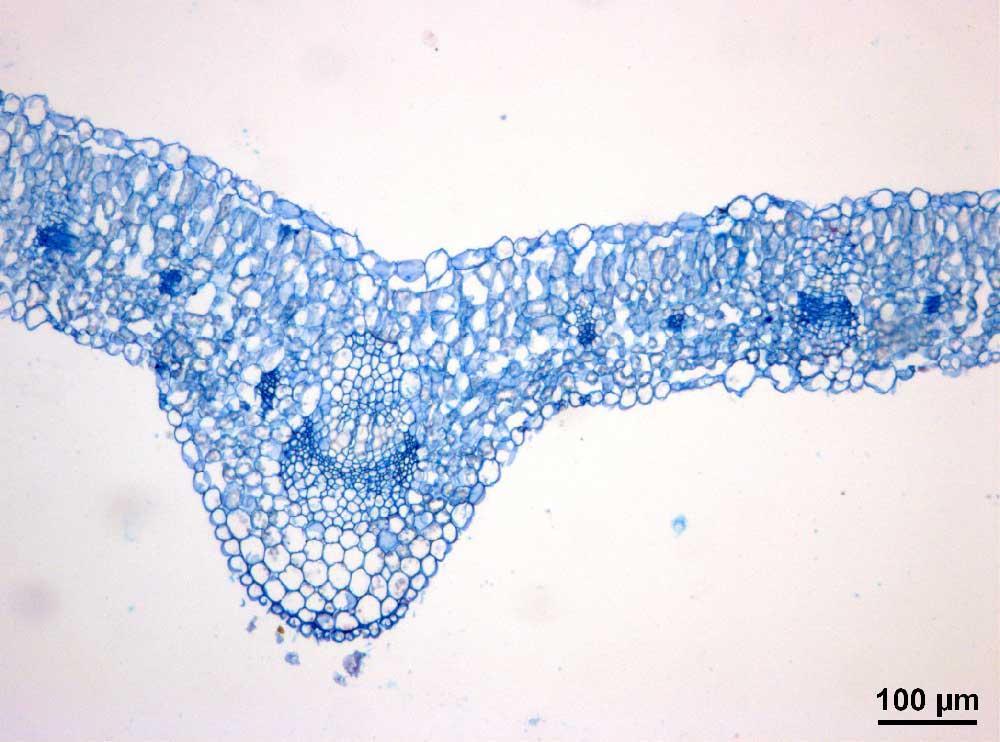 4.1. Резултати анализе врсте Trifolium prtense Палисадно ткиво чине два слоја цилиндричних ћелија, док се у сунђерастом ткиву налази 7 слојева ћелија округлог