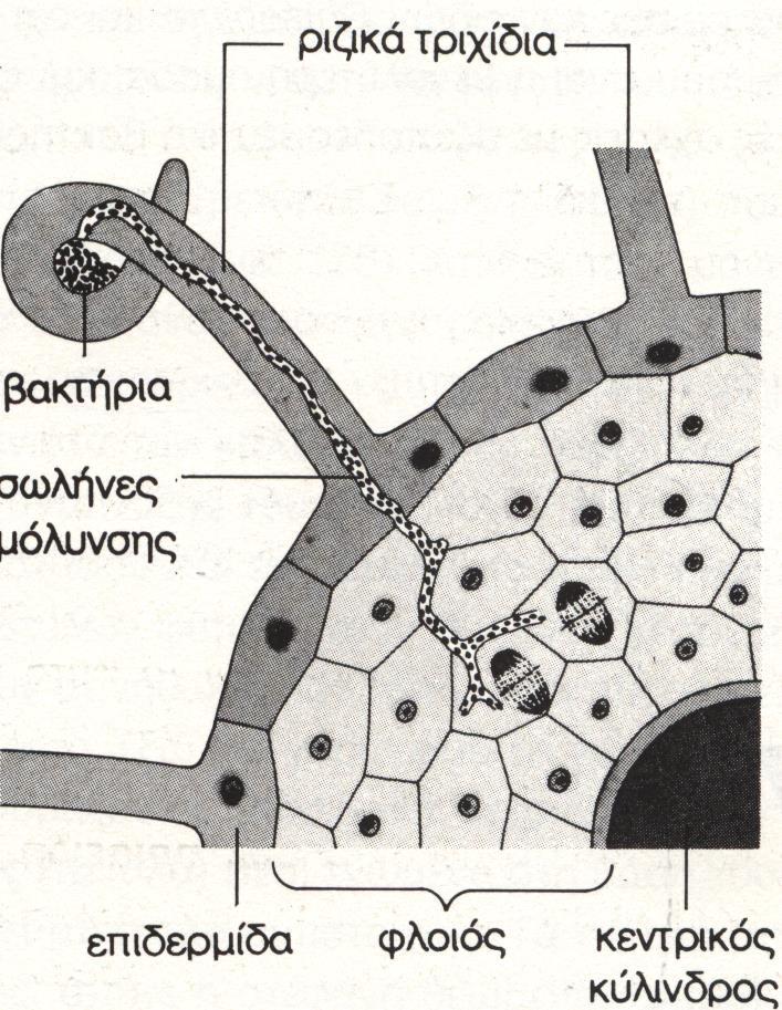 Φυμάτια συμβίωση με βακτήρια (Rhizobium) άζωτο οργανικές ουσίες διείσδυση των βακτηρίων