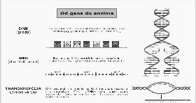 Regulacija genske aktivnosti u eukariota najvećim dijelom tijekom prepisivanja, ali i tijekom svih koraka centralne dogme Regulacija genske aktivnosti u eukariota na samim molekulama DNK (kemijske
