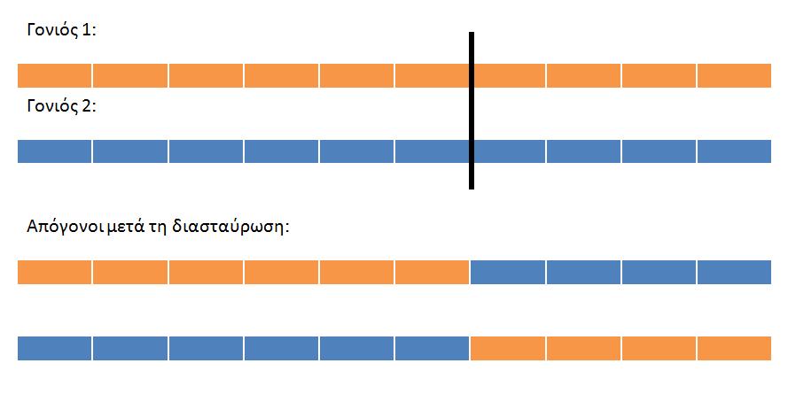 διαςταύρωςη πολλαπλών ςημείων (multiple-point crossover): Η διαδικαςύα αυτό εύναι μια φυςικό επϋκταςη τησ διαςταύρωςησ ενόσ ςημεύου.