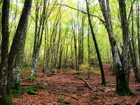 σπηλιές του ύφαιναν, σε πέτρινους αργαλειούς, το αραχνοΰφαντο νεραϊδόγνεμα. Εδώ χόρευαν στους διονυσιακούς ρυθμούς, οι Σάτυροι.