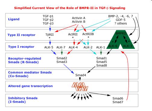 PAH second hits hypothesis Μειωμένη απόπτωση Το δεύτερο «χτύπημα» που ενεργοποιεί την ΠΑΥ μπορεί να είναι μια άλλη γενετική διαταραχή, αυξημένη ροή που οφείλεται σε συγγενή