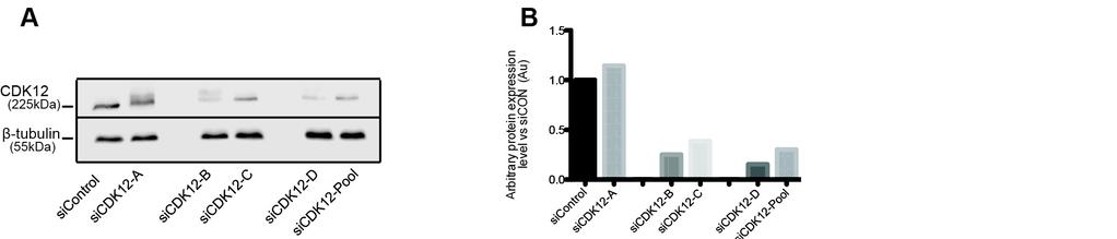 15 Supplementary Figure S5 Supplementary Figure S5. Reconstitution of CDK12 in MDA-MB-453 with olararib.