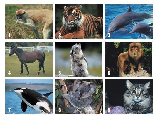 2. Μπορείς να συμπληρώσεις τα κουτάκια με τις ονομασίες των ζώων; Ποια λέξη σχηματίζεται στη χρωματισμένη στήλη; Π Ι