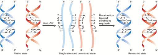Mετουσίωση και επαναδίπλωση του DNA Θερμότητα Επαναδίπλωση (απαιτεί ειδικές