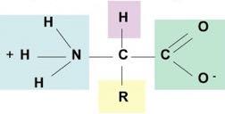 Aμινοξέα, οι δομικές μονάδες των πρωτεϊνών Tο κάθε αμινοξύ αποτελείται απο ένα κεντρικό άτομο άνθρακα (τον α άνθρακα) το οποίο συνδέεται με ένα άτομο υδρογόνου, μία καβοξυλο-ομάδα, μία αμινο-ομάδα,