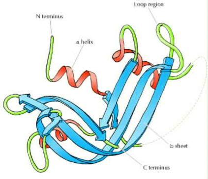 Tριτοταγής δομή πρωτεϊνών Tο διάγραμμα παρουσιάζει τη τριτοταγή δομή μιάς συγκεκριμένης πρωτεΐνης, της Pιβονουκλεάσης I.