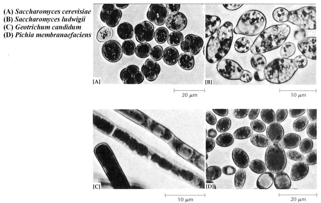 Kvasci (Ascomycetes) Heterotrofni jednoćelijski eukariotski mikroorganizmi Predstavnik: