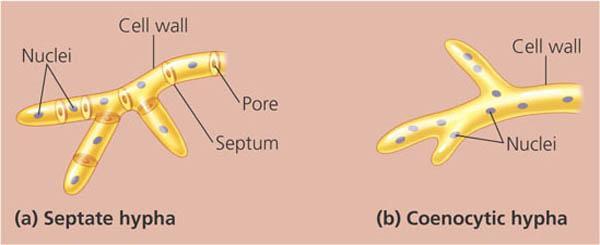 Građa gljiva HIFA konĉasta ćelija, osnovna gradivna jedinica