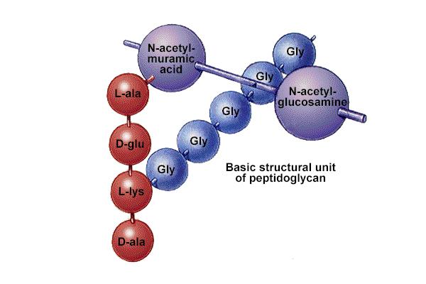 Sadrţi tri vrste gradivnih jedinica N-acetilglukozamin (NAG)