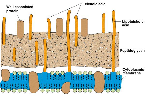 Ćelijski zid Gram-pozitivnih bakterija Saĉinjen uglavnom od peptidoglukana Debeo, homogen sloj, 20-80 nm debljine Sadrţi