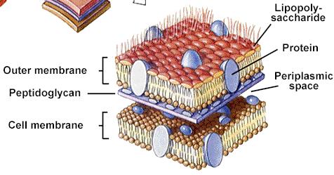 Ćelijski zid Gram-negativnih bakterija Saĉinjen od tankog sloja peptidoglukana okruţenog SPOLJAŠNJOM